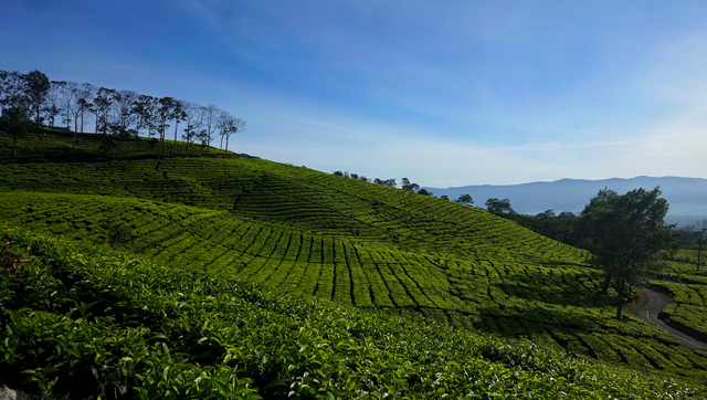 Potret perkebunan teh Pagar Alam, destinasi agrowisata di Sumsel, Minggu (27/6) Foto: ary priyanto/Urban Id