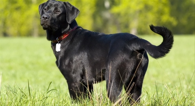 Ilustrasi anjing Labrador Retriever. Foto: Shutterstock.
