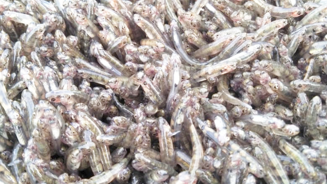 Ikan Nasi di Sungai Wanggar, Nabire Papua. (Dok Hari Suroto) 