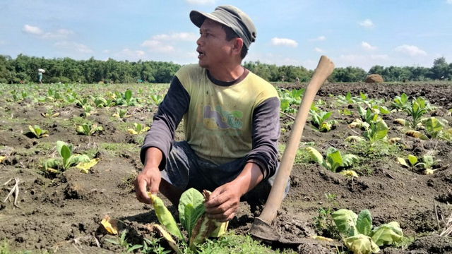 Tanaman tembakau di Desa Balongrejo, Kecamatan Sugihwaras, Kabupaten Bojonegoro, milik Sodikin (52), yang mati akibat terendam air hujan. (foto: dan/beritabojonegoro)