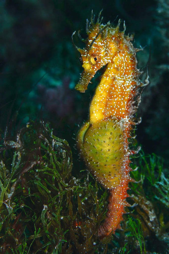 Kuda laut jantan yang sedang hamil. Foto: Getty Images