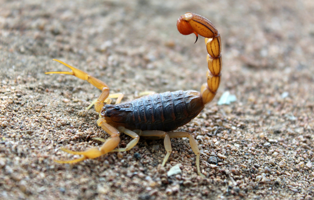 Ilustrasi Sifat Zodiak Scorpio, Sosok Teman yang Setia dan Karismatik. Foto: Pexels
