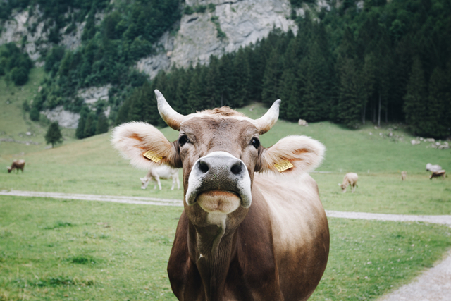 Niat kurban dan keutamaannya. Sumber: unsplash.com