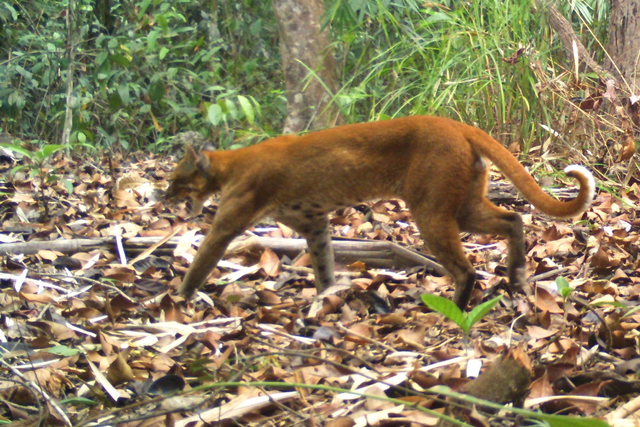 Seekor kucing emas Asia tertangkap kamera jebakan di provinsi Ratanakiri, Kamboja. Foto: REUTERS