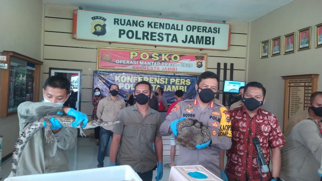 Kapolresta Jambi, Kombes Pol Dover Cristian saat ungkap kasus pemelihara satwa yang dilindungi. Foto: Jambikita.id