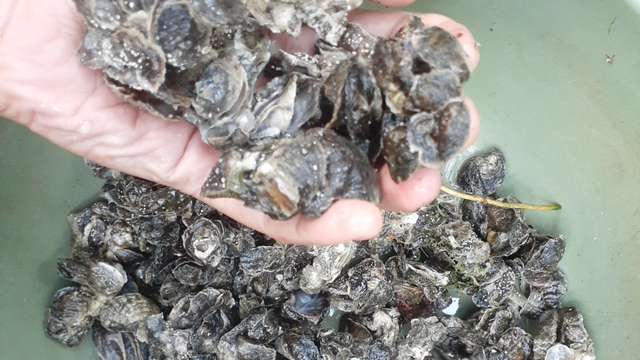 Kerang Tatoiri, biota endemik dari Pulau Kapotar Nabire, Papua. (Dok Hari Suroto)