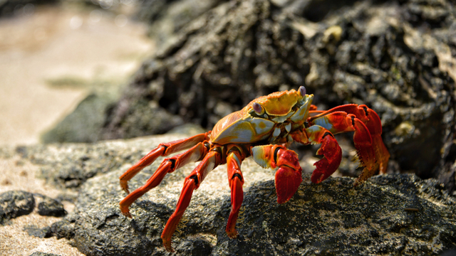 Ilustrasi Sifat Zodiak Cancer Pria,  Sosok yang Sensitif dan Romantis Foto: Pexels