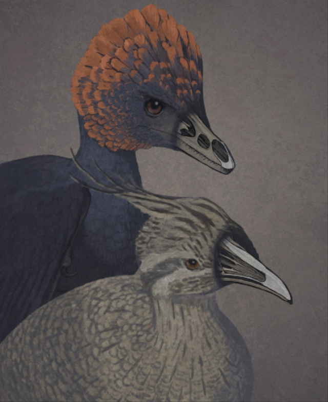 Seorang seniman menggambarkan dinosaurus non-unggas Anchiornis (kiri) dan tinamou, burung modern primitif (kanan), dengan moncong yang dibuat transparan untuk menunjukkan tulang premaxillary dan palatine. Foto: John Conway