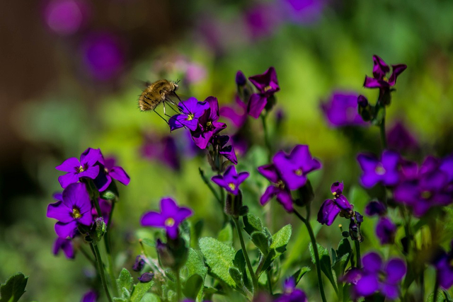 Nama Bunga untuk Nama Anak Perempuan, Foto: Pixabay 