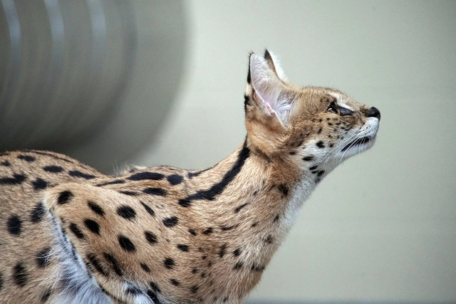 Serval, kucing hutan Afrika. Foto: gayleenfroese2 via Pixabay