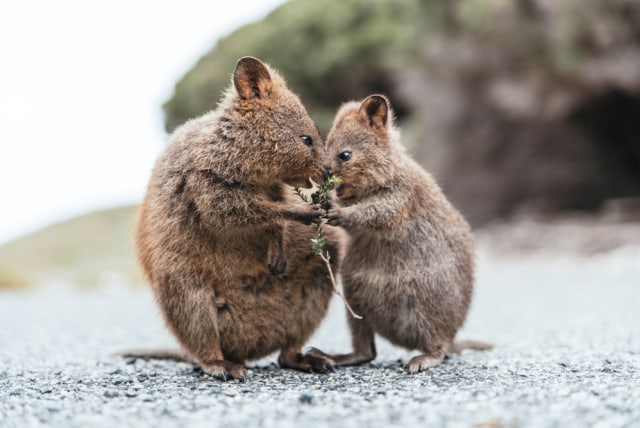 Quokka menggemaskan yang bisa kamu temukan di Rottnest Island. Foto: Shutterstock
