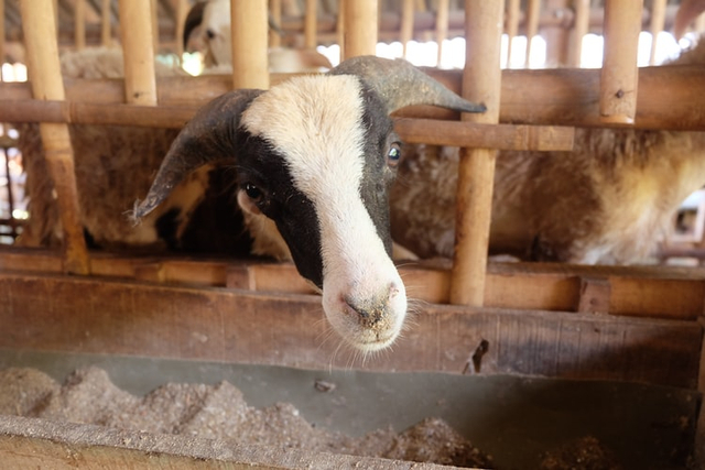 Tata cara qurban, sumber foto: https://unsplash.com/Qamma Farm