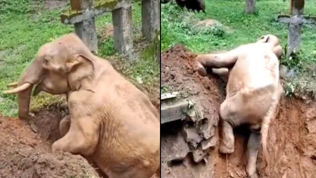 Gajah jatuh ke dalam lubang. (Foto: @sahabatsurga/Instagram)