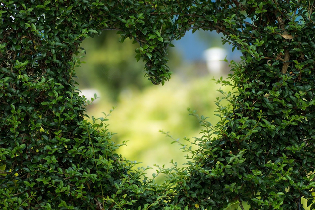 Kira-kira hewan apa saja? Mengapa mereka dianggap yang paling romantis? Foto. dok: Pixabay