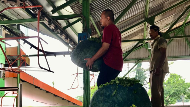 Berfoto seakan-akan menjadi pekerja kebun teh. Ikut merasakan sisi menariknya pekerja di Kebun Teh, merasakan perjuangan mereka menjadi bagian penghasil teh terbaik Indonesia. Tentunya perlu minta izin pada mereka dan tidak merepotkan mereka pula. (foto Aang Afandi)