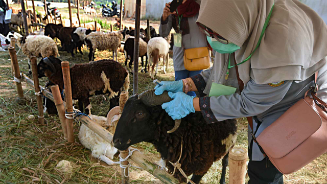Petugas Kesehatan Hewan Dinas Pertanian Provinsi Banten memeriksa hewan kurban domba di Pasar Hewan Cipocok, Serang, Banten, Sabtu (10/7/2021). Foto: Asep Fathulrahman/ANTARA FOTO
