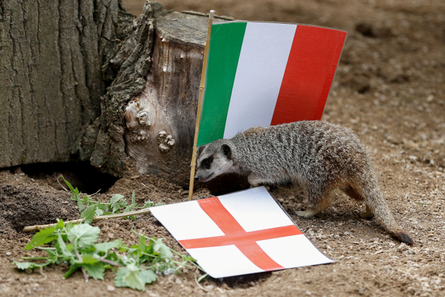 Seekor meerkat menjatuhkan bendera Inggris menjelang Final Euro 2020 di ZSL London Zoo, di London, Inggris. Foto: Peter Nicholls/REUTERS