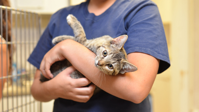 Ilustrasi. Foto: Shutter Stock