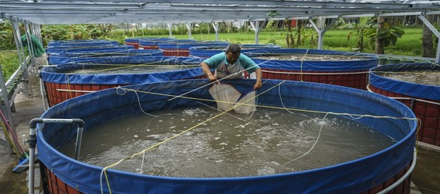 Ilustrasi: Budidayaan Ikan Lele Dengan Metode Bioflok.harga.web.id