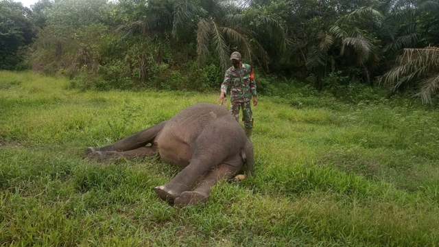 Temuan gajah mati di Aceh Timur. Dok. Koramil TNI Banda Alam via Laung  