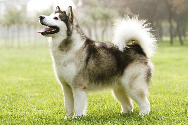 Anjing Alaskan Malamute. Sumber: American Kennel Club