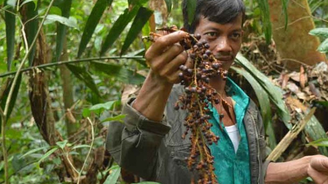 PETANI Desa Air Buluh, Kuantan Mudik, Kuantan Singingi (Kuansing), Riau, memegang buah jernang, tanaman sejenis rotan di hutan kawasan Taman Nasional Bukit Tigapuluh (TNBT).