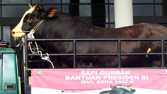 Seekor sapi kurban yang dibeli Presiden Joko Widodo berada di dalam truk saat serah terima dari peternak ke Pemerintah Provinsi Kalimantan Barat di Pontianak, Kalimantan Barat, Selasa (13/7/2021). Foto: Jessica Helena Wuysang/ANTARA FOTO