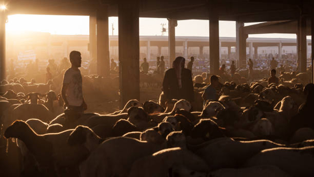 Ilustrasi qurban. Foto: iStock