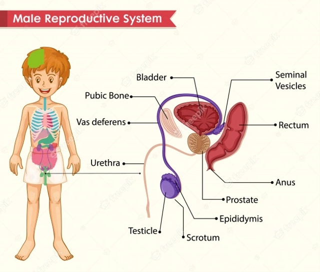 ilustrasi organ reproduksi pria, sumber gambar: https://www.freepik.com/