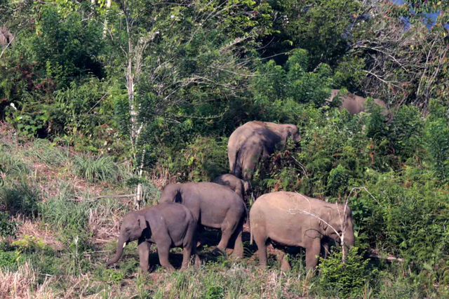 Kawanan gajah sumatra (Elephas maximus sumatranus) liar berada di perkebunan warga di Desa Negeri Antara, Kecamatan Pintu Rime, Kabupaten Bener Meriah, Aceh. Foto: Irwansyah Putra/ANTARA FOTO