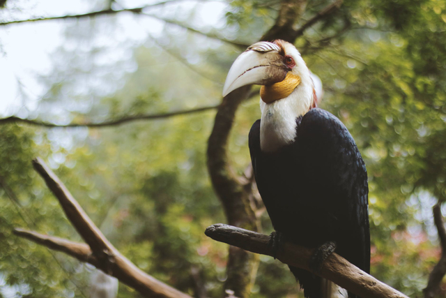 Ilustrasi burung berparuh besar sebagai salah satu fakta burung Enggang. Sumber: pexels