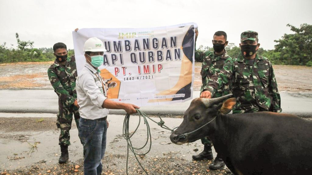 Jelang Idul Adha, IMIP Bagikan 29 Hewan Kurban. Foto: Istimewa