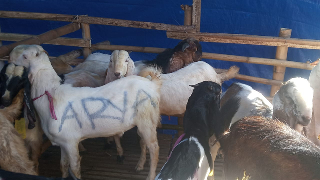 Kambing yang dijual menjelang Idul Adha di Denpasar, Bali - WIB