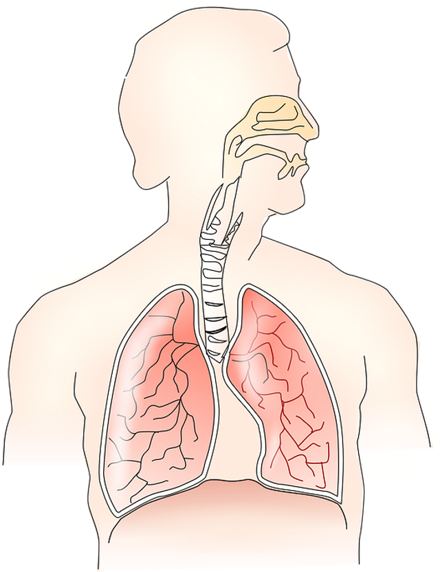 Ilustrasi Organ Pernapasan Manusia. (Foto: https://pixabay.com/id/)