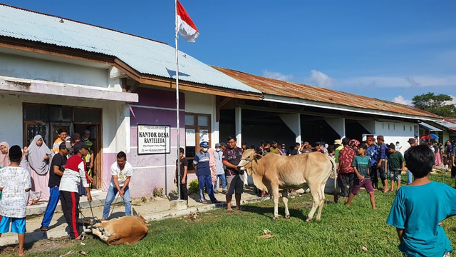 Warga Palolo Sigi, Sulteng, Sembelih 17 Sapi Kurban. Foto: Istimewa