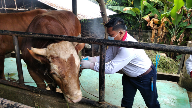 Labelisasi sehat sapi kurban Presiden RI di Jambi. (Foto: M Sobar Alfahri/Jambikita.id) 