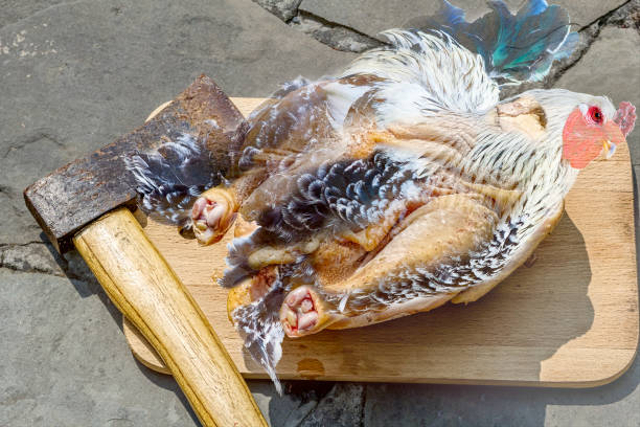 Ilustrasi menyembelih ayam. Foto: iStock