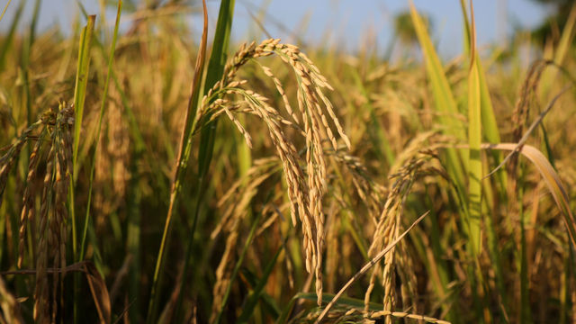 Ilustrasi padi. Foto: Shutter Stock