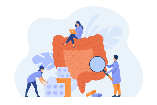 Ilustrasi organ pencernaan makanan pada manusia. Sumber: Freepik.com