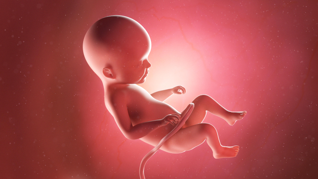 Ilustrasi janin. Foto: Shutter Stock