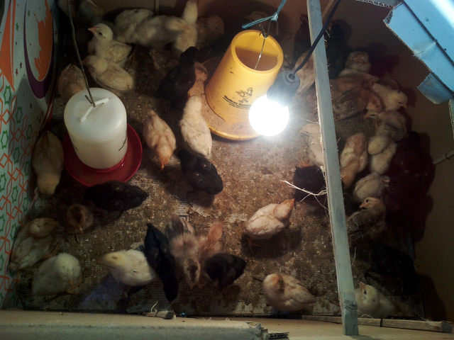 Anak ayam Joper (dokumen pribadi) 