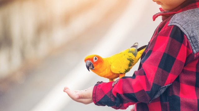 Ilustrasi burung hias dengan warna cantik. Foto: Shutter Stock