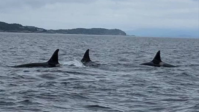 Tiga dari enam ekor paus pembunuh yang hilang misterius dari perairan Skotlandia sejak 2018 kembali muncul. Uniknya, mereka muncul di Boroyfjorden, Norwegia. Foto: Asmund Aasheim via Facebook