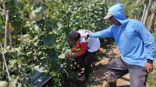 Petani di Desa Batuagung, Kecamatan Balapulang saat memanen buah melom di lahannya. (Foto: Bentar/PanturaPost)