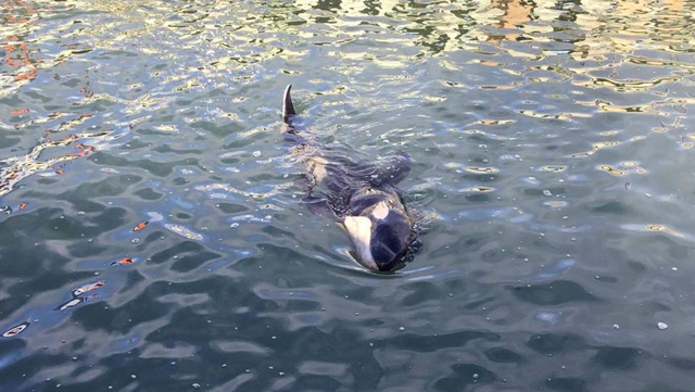 Toa, bayi orca terdampar di pesisir pantai di wilayah Wellington, Selandia Baru. Foto: Whale-Rescue.org/Facebook