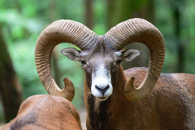 Ilustrasi karakter zodiak Aries. Foto: Pixabay