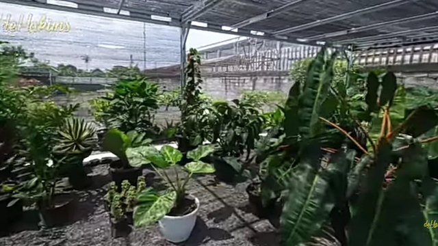 Potret area tanaman Soimah. Foto: Youtube/deHakims