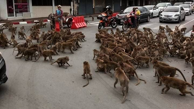 Bentrokan dua geng monyet di Lopburi, Thailand. Foto: Wisrut Suwanphak via Facebook