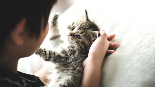 Ilustrasi anak kucing. Foto: Shutter Stock