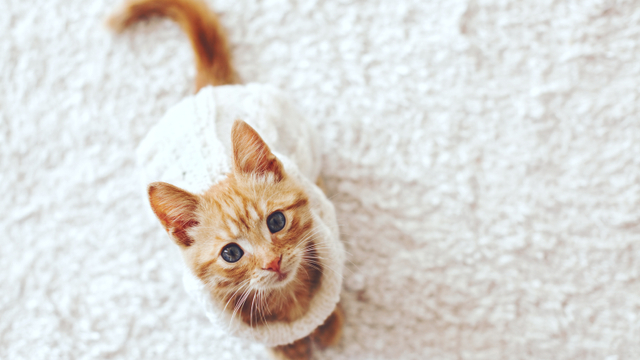 Ilustrasi kucing. Foto: Shutter Stock